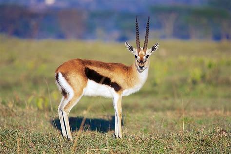 gazelle in tagalog